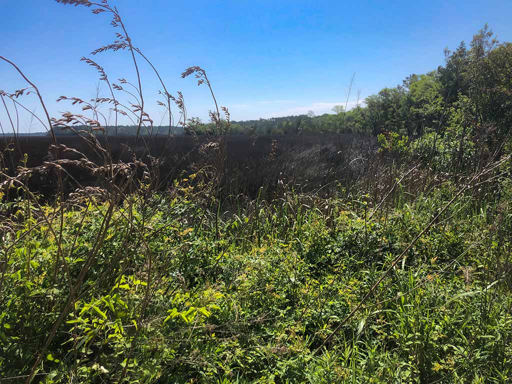 Riverfront Property Wiggins Road, Green Pond, SC Sold