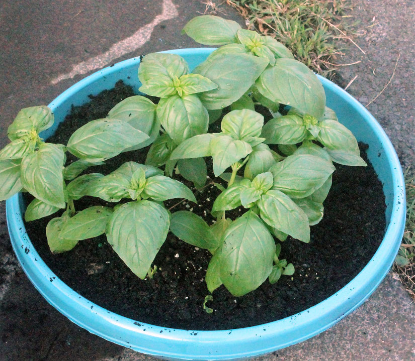 Hawaii Home Garden Organic Produce Garden Basil