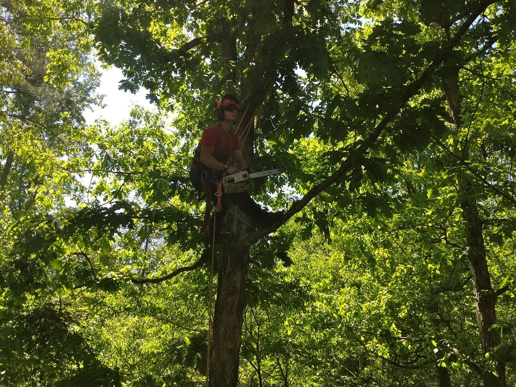 What Is the Law on Overhanging Branches in England? RSK HiLine Ltd