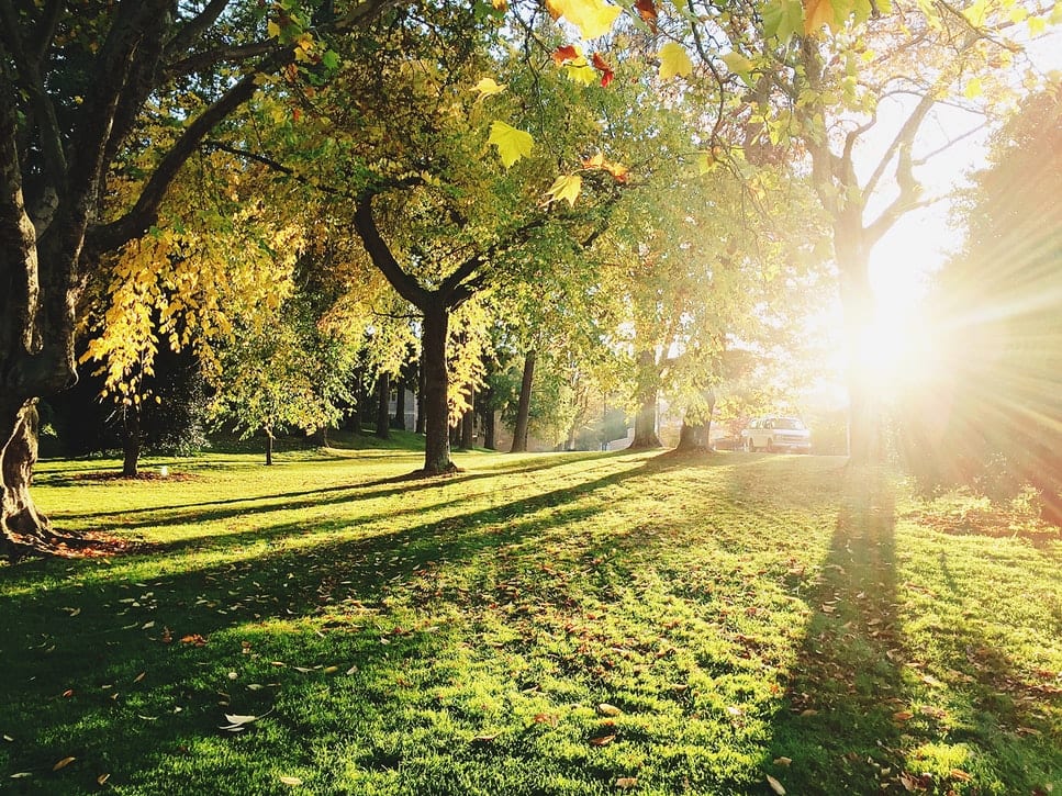 When is the best time to cut trees? RSK HiLine Ltd