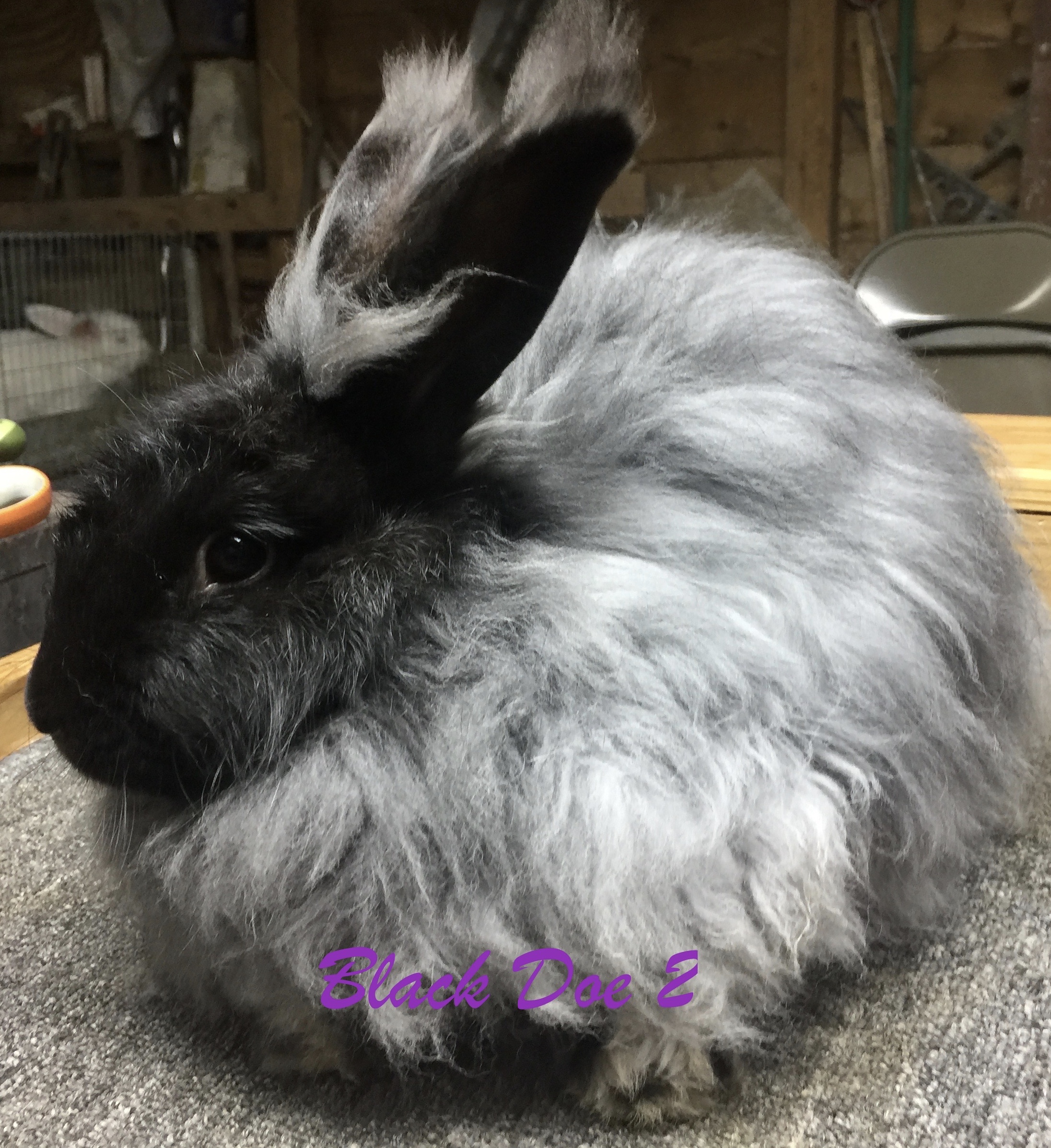 Giant Angora Rabbits Available Hickory Hill Fiber Farm