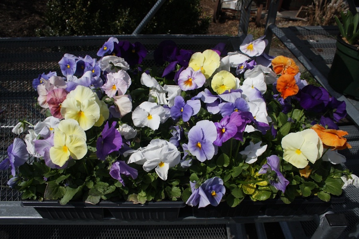 Pansy Hickory Hollow Nursery and Garden Center