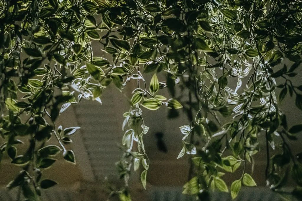 Jungle Cocktail Bar Classy Iceland Hidden Bar Rating 4 of 5