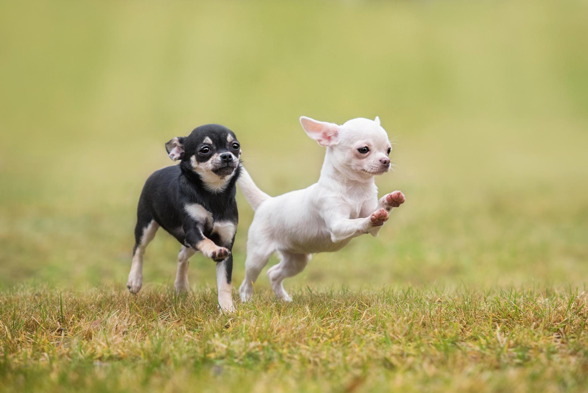 Trusted Chihuahua BreedersCute Chihuahua Puppies For Sale
