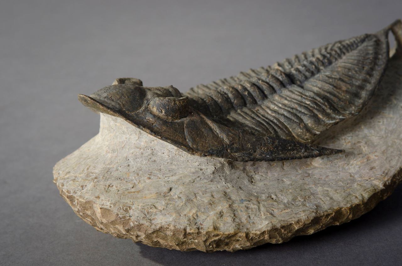 Cast Fossil Hieronymus Objects