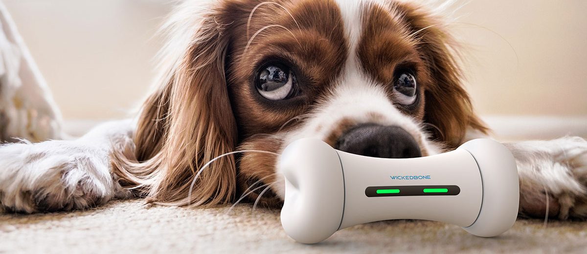 Wickedbone LE premier jouet connecté pour chien Hifi Lab