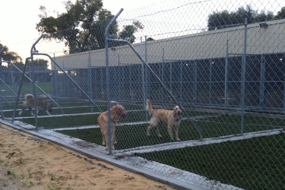 Kennels Hi Five Boarding Kennels PerthHi Five Boarding Kennels Perth