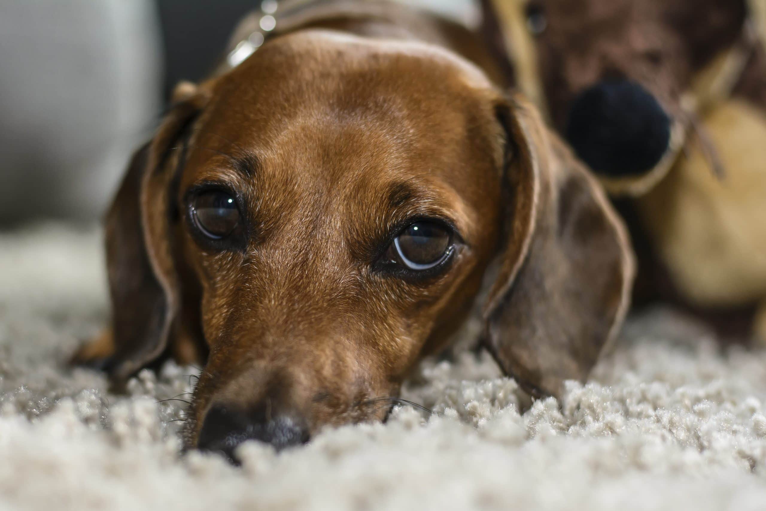 What Carpet Is Best For Dogs?