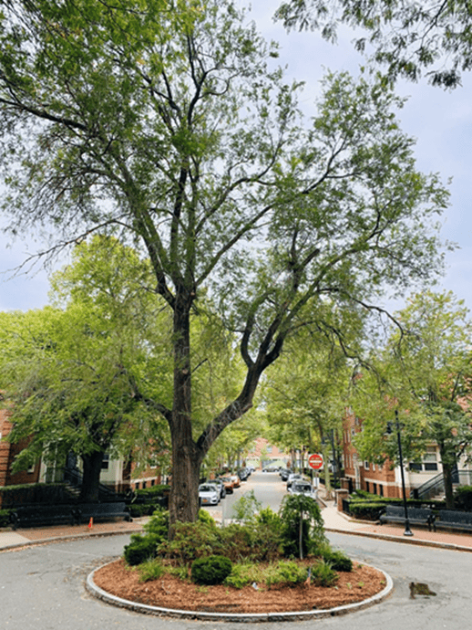 Cambridge Affordable Housing Receives Bond HighProfile Monthly