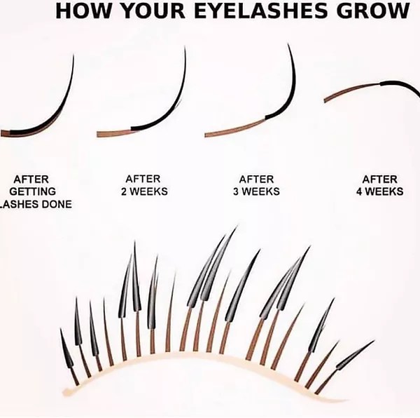 Module 4 Lash Hair Anatomy HIGHCLASS LASHES