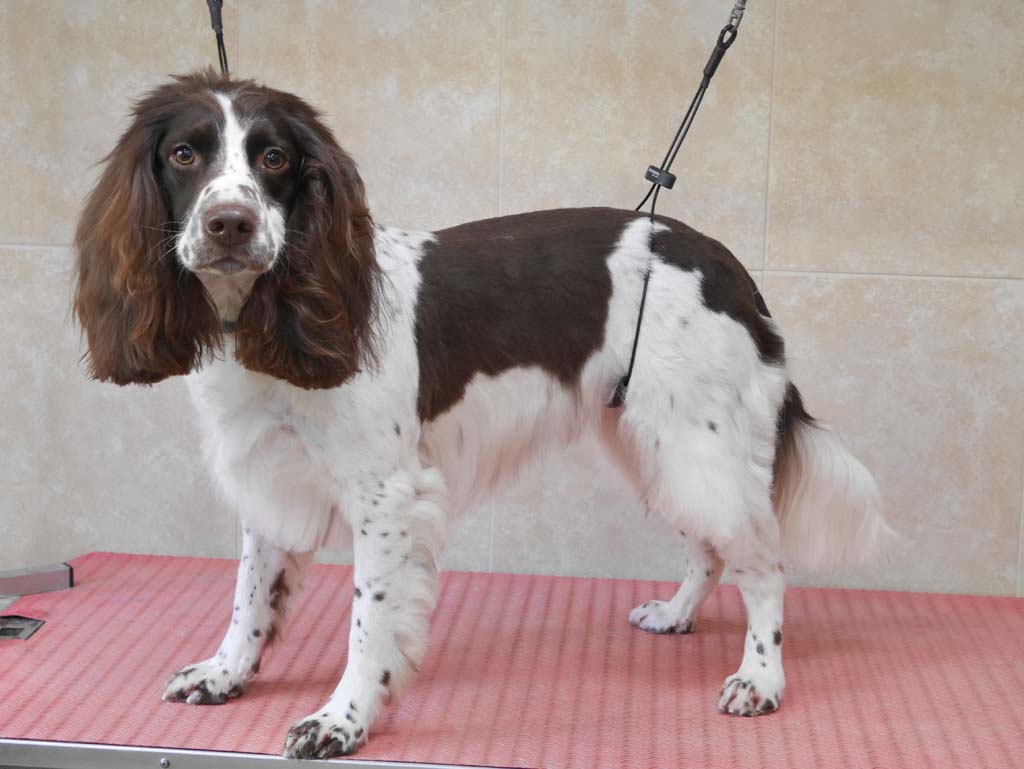 Grooming Highcroft Kennels and Cattery Highcroft Kennels and Cattery