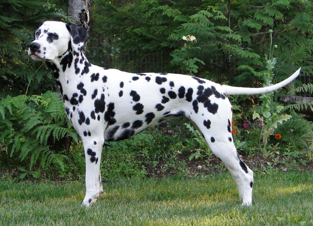 Highgate Dalmatians Victoria British Columbia Canada CKC Canadian