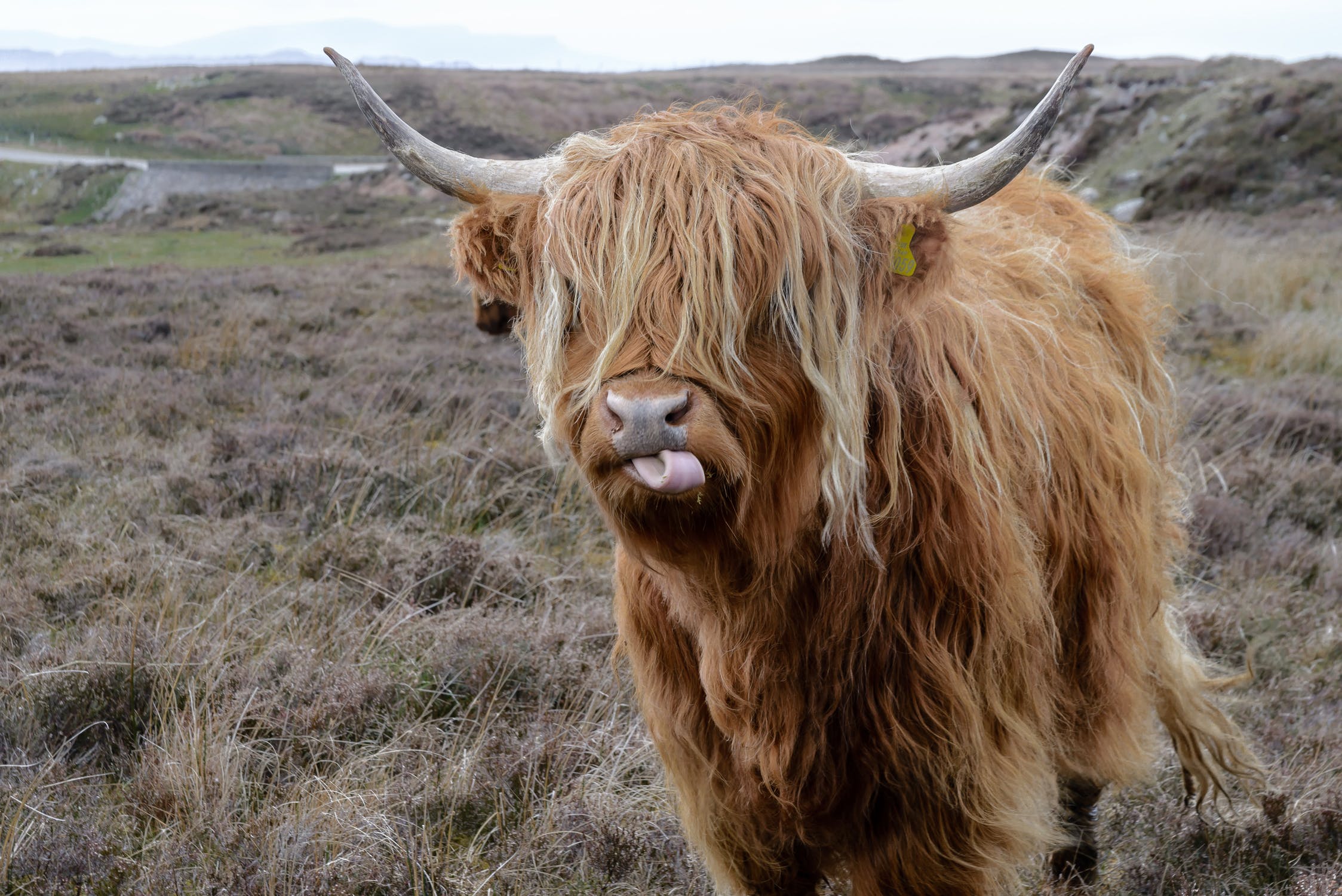 Highland Cows (and 8 fun facts you need to know about these legendairy beasts!) Highland Titles