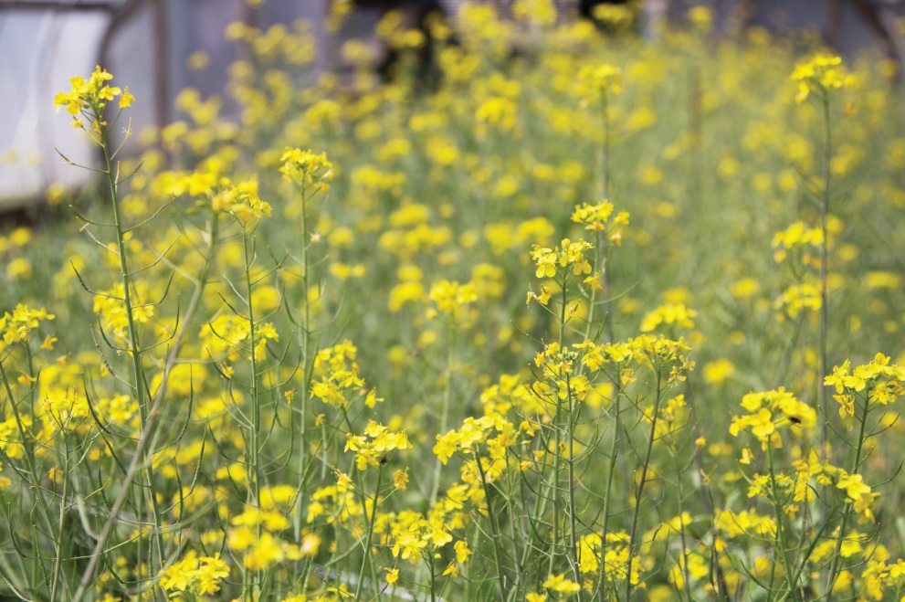 Photoperiodism How Day Length Affects Plant Growth High