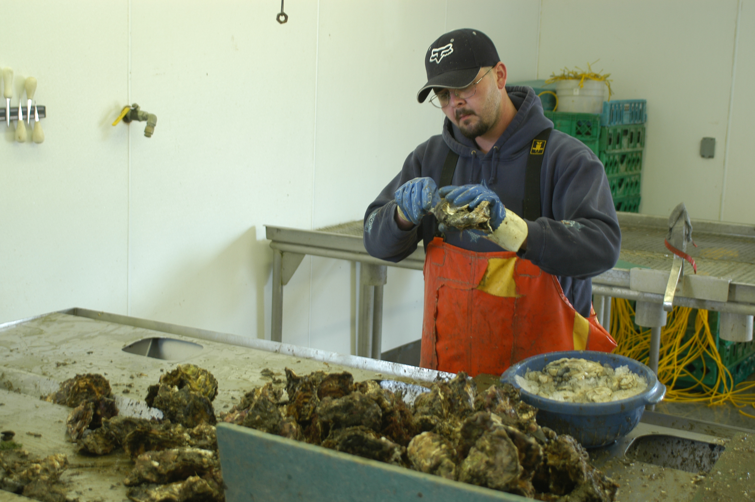 Oystering in Winchester Bay