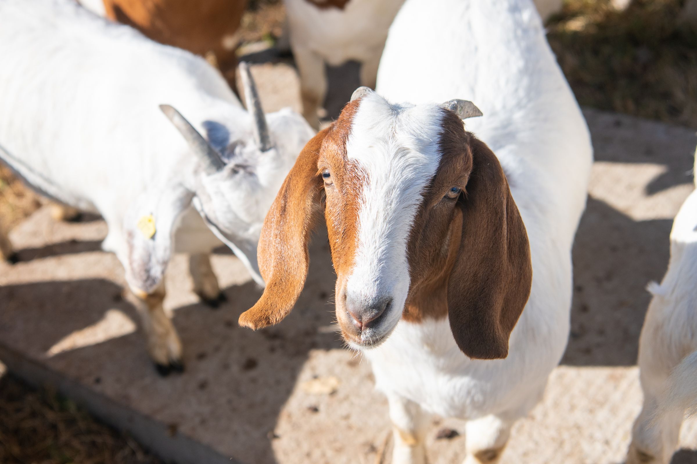 Homegrown Connections Ingram's Family Farm High Point Discovered