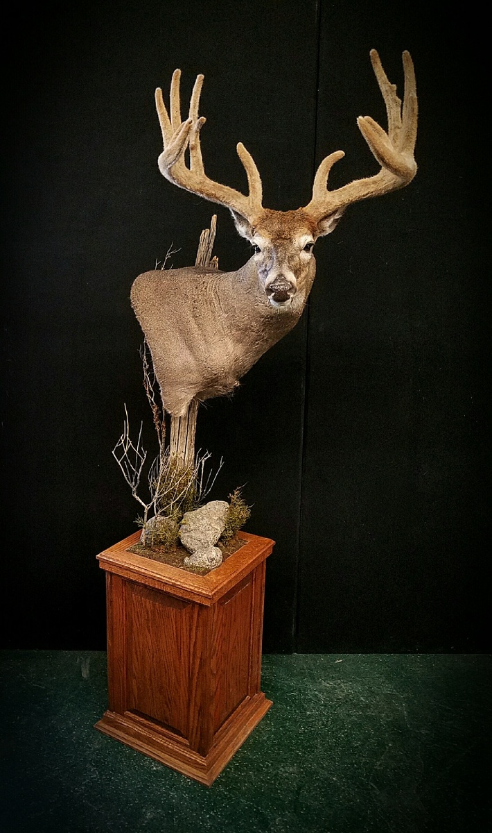 9+ Pedestal Mount Whitetail YusukeAluvia