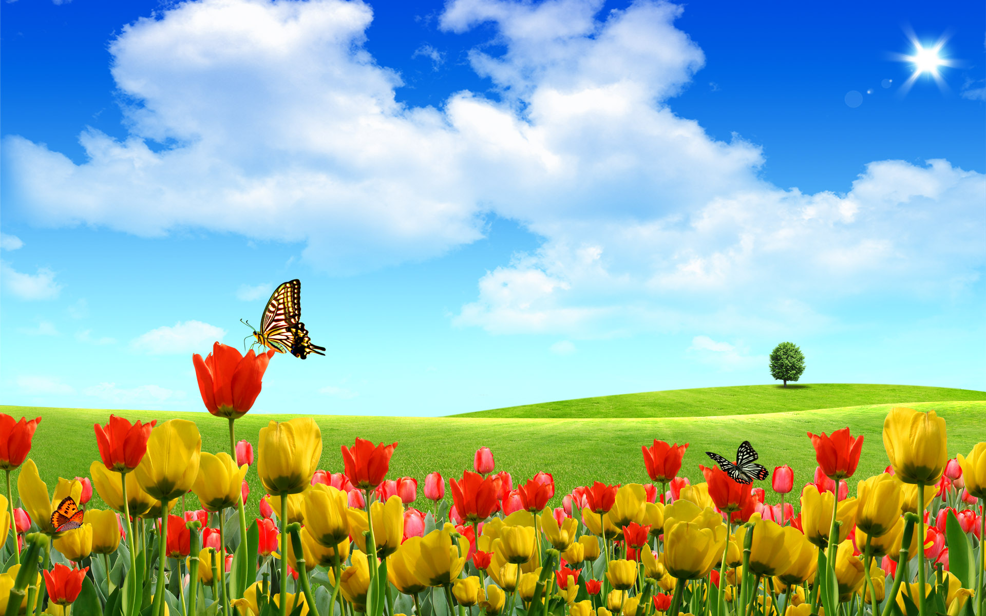 Beautiful Butterflies In The Field High Definition, High Resolution