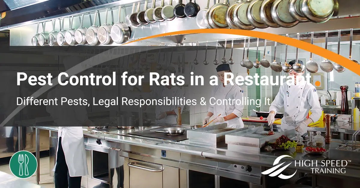 Rats in a Restaurant Pest Control Procedure & Advice