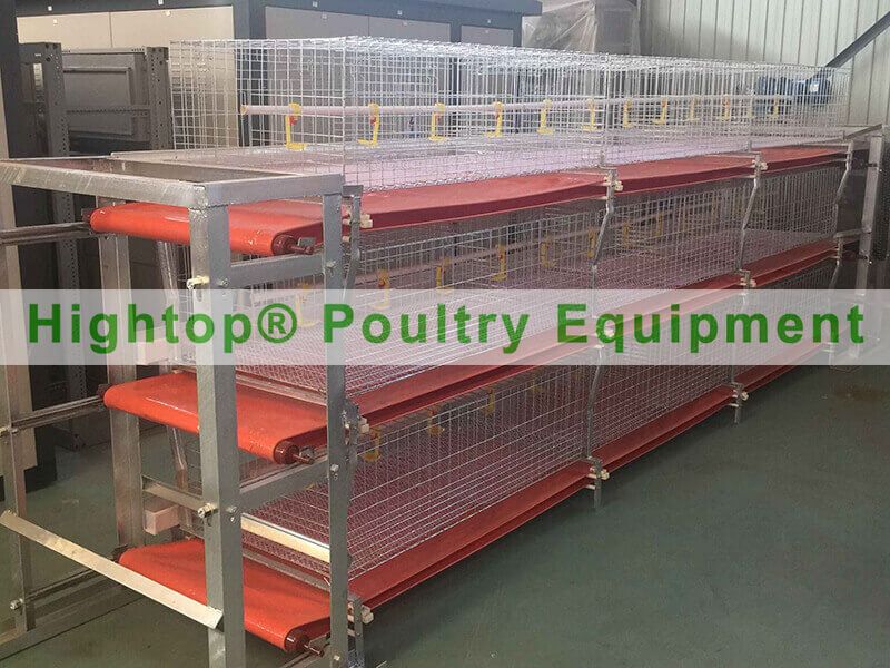 How to Design and Set Up a Poultry Farm?
