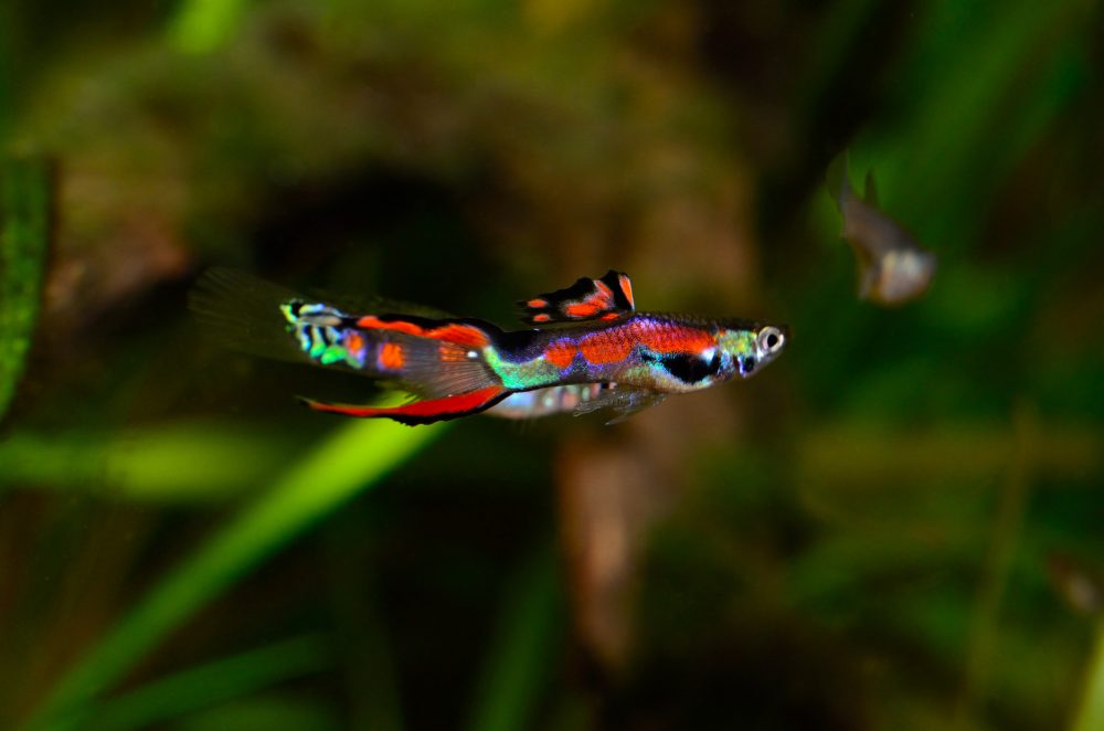 Grow Guppy Grow Hikari Sales USA