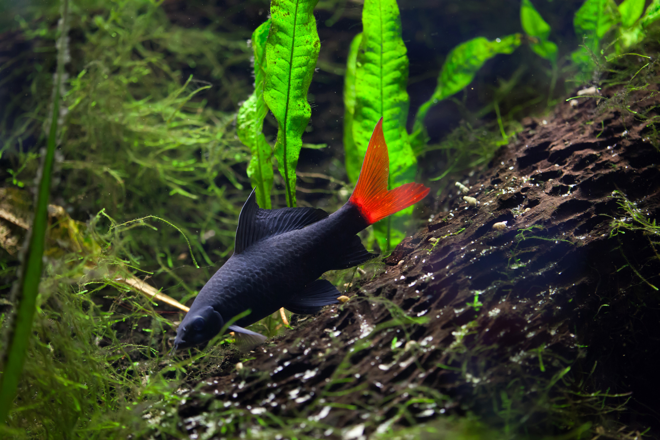 Beautiful Tropical Freshwater Fish