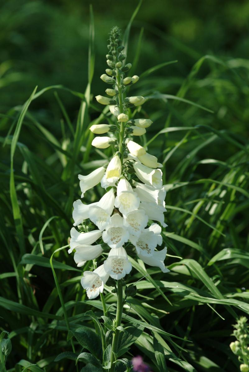 Foxglove Digitalis purpurea Camelot White from Hillcrest Nursery