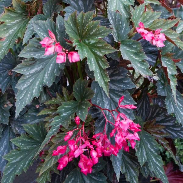 Begonia Angel Wing Begonia coccinea Lana from Hillcrest Nursery