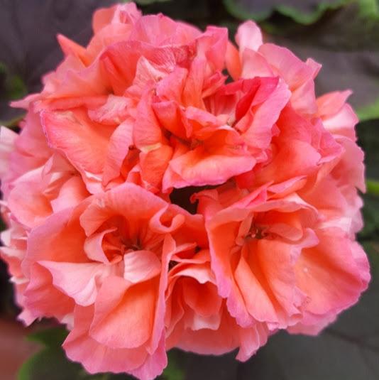 Geranium Brocade Salmon Night Pelargonium interspecific Salmon Night