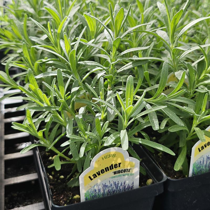 Lavender Finished Lavandula angustifolia Hidcote from Hillcrest Nursery