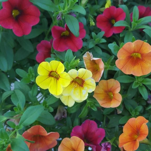 Combo Confetti Garden Combo Pot Hawaiian Hula Lilli from Hillcrest