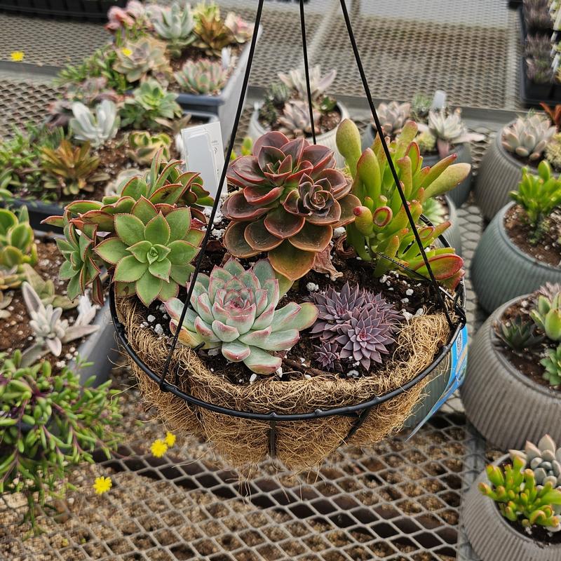 Coconut Fiber HB 8" Succulents Basket from Hillcrest Nursery