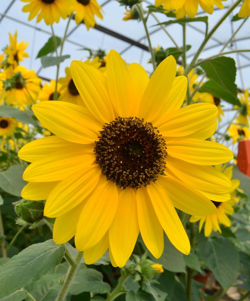 Sunflower Helianthus annuus Sunfinity from Hillcrest Nursery