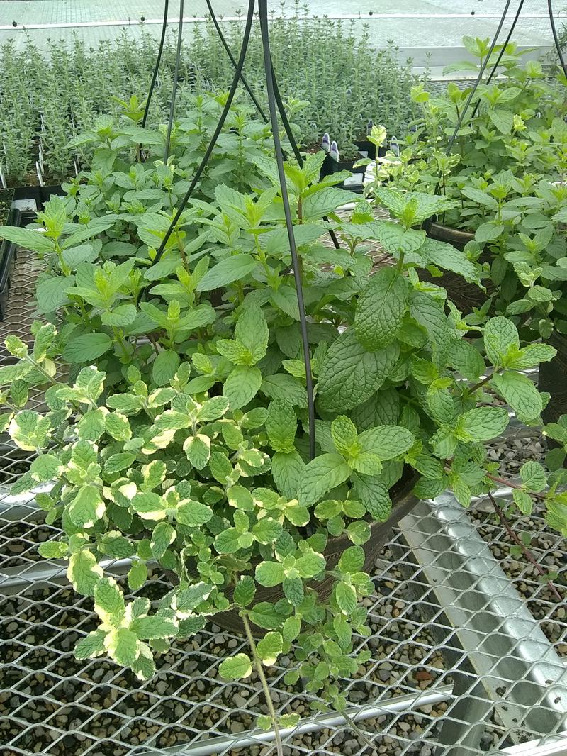 Mint Mentha Cocktail Mix from Hillcrest Nursery