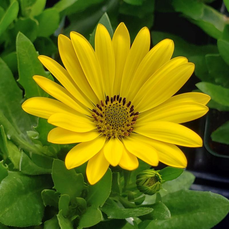 African Daisy Osteospermum ecklonis Yellow from Hillcrest Nursery