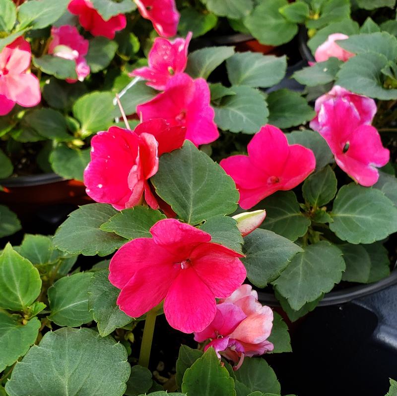 Impatiens Imara XDR Rose Impatiens walleriana Rose from Hillcrest Nursery