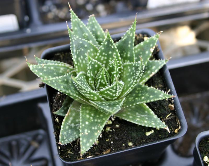 Gasteria Durban Gasteria Durban from Hillcrest Nursery