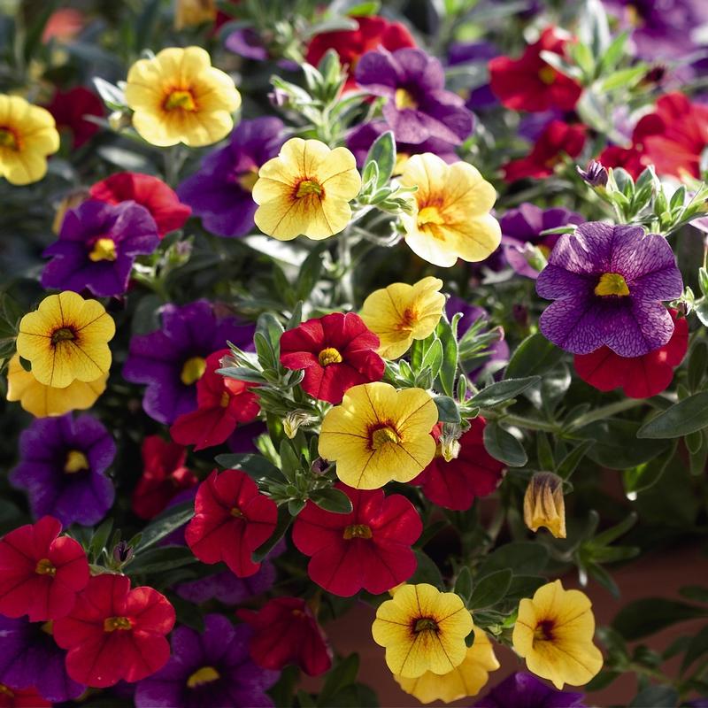 Confetti Garden Hawaiian Luau Combo Confetti Garden Hawaiian Luau from