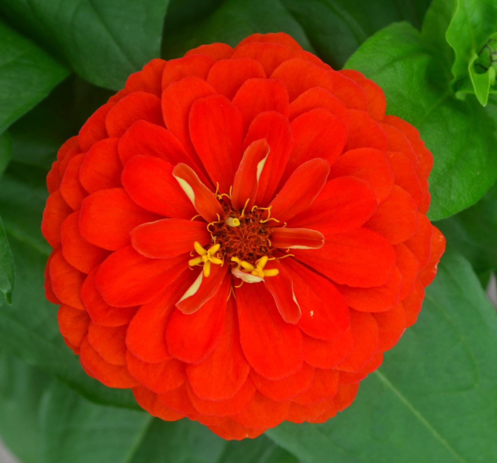 Zinnia Zinnia Scarlet from Hillcrest Nursery