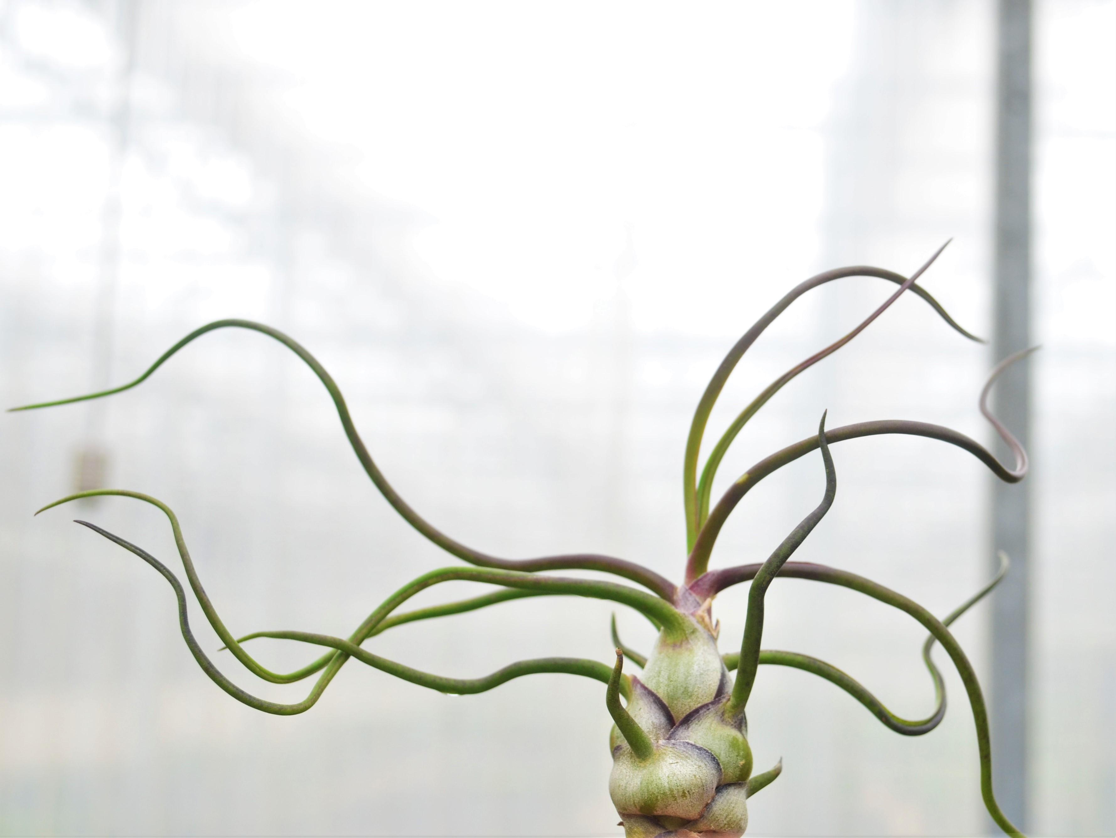 Air Plant Tillandsia bulbosa from Hillcrest Nursery