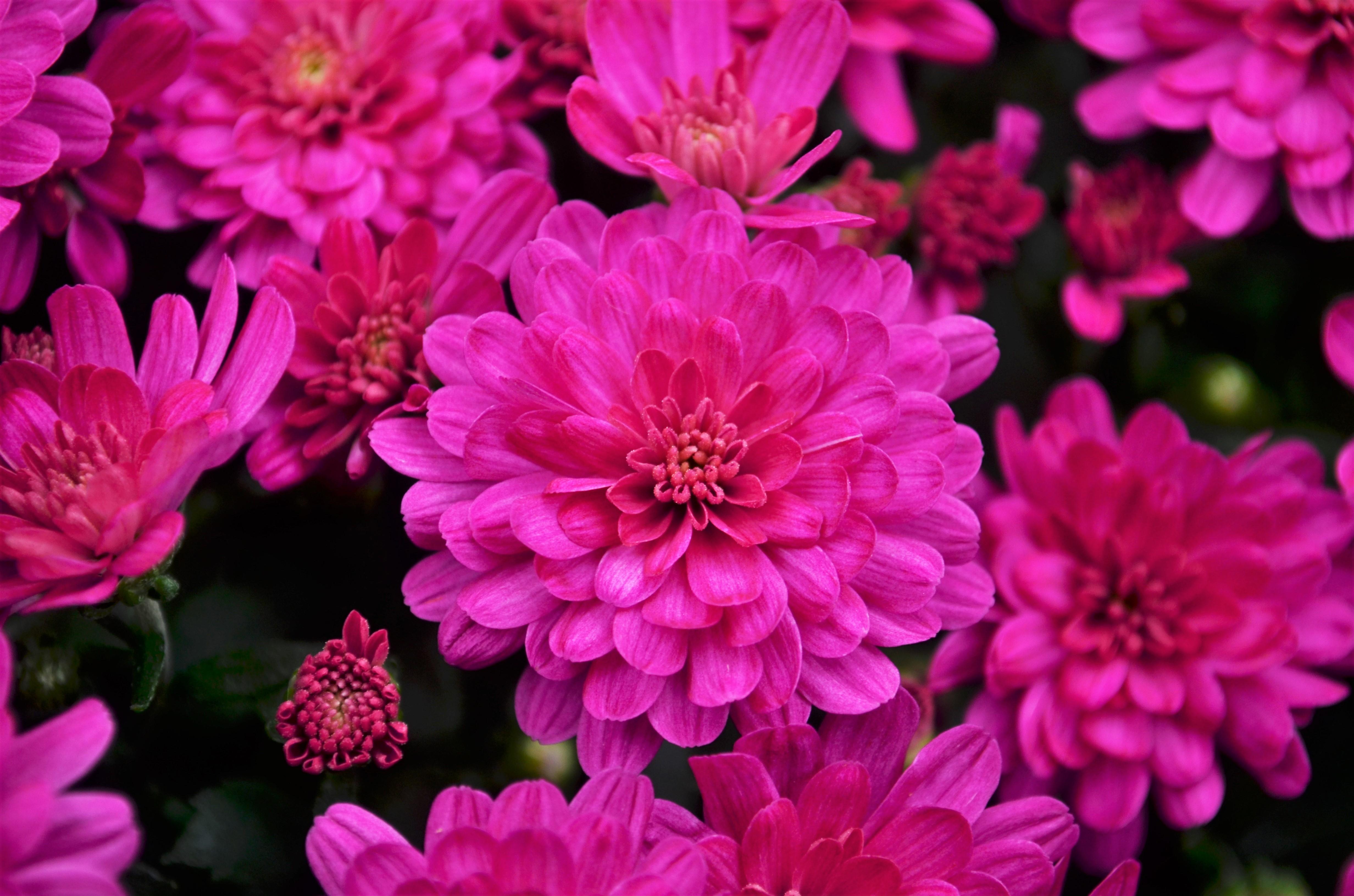 Mum Jacqueline Yellow Chrysanthemum Yellow from Hillcrest Nursery