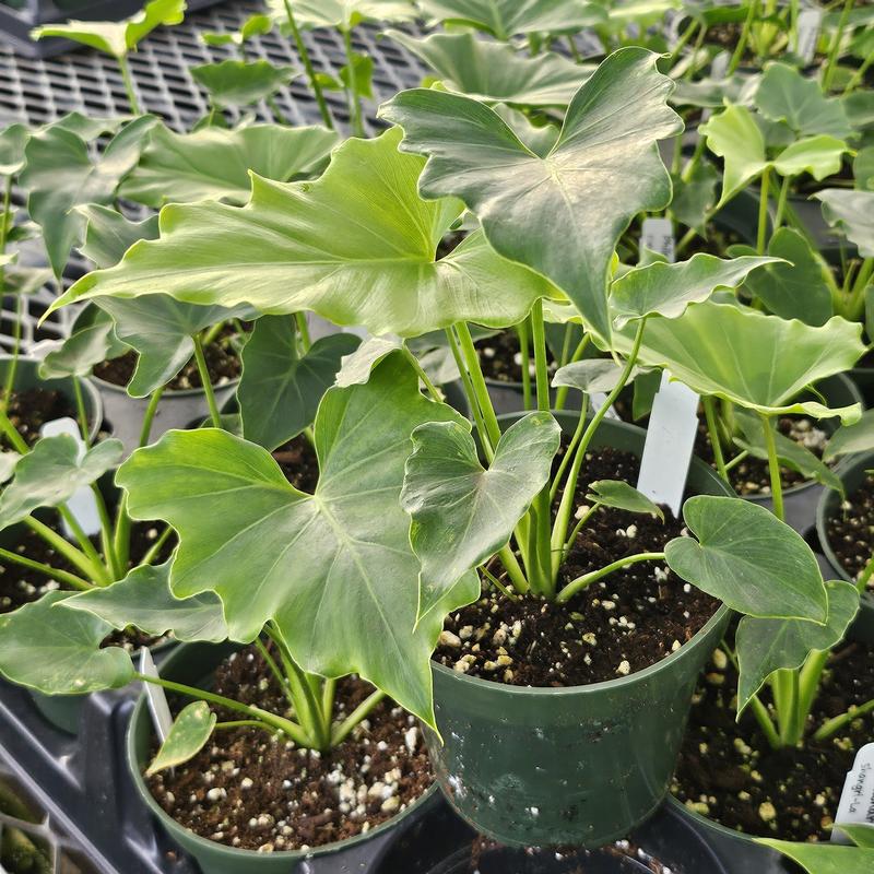 Philodendron ShangriLa Philodendron ShangriLa from Hillcrest Nursery