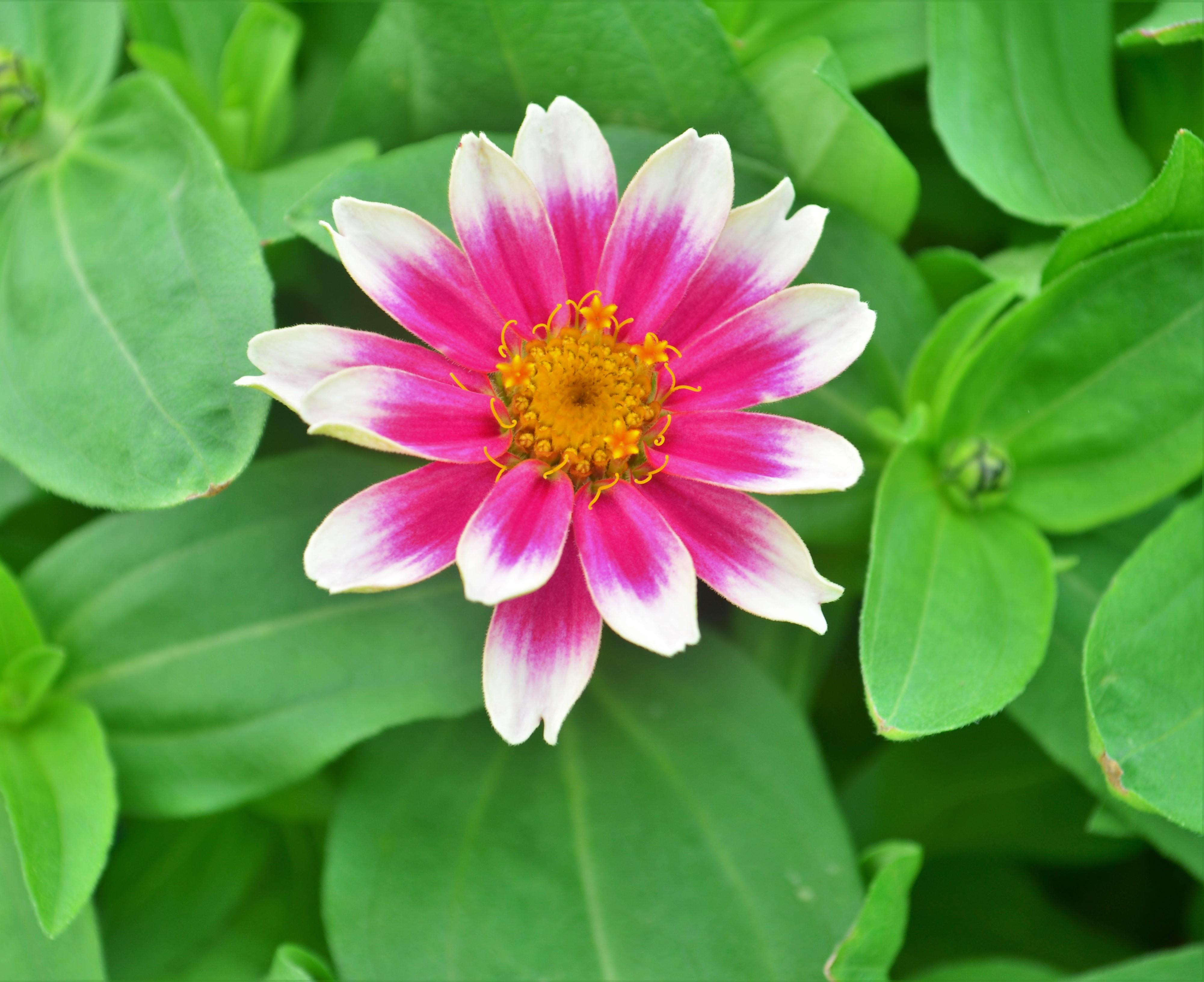 Zinnia Zinnia hybrid Cherry Bicolor from Hillcrest Nursery