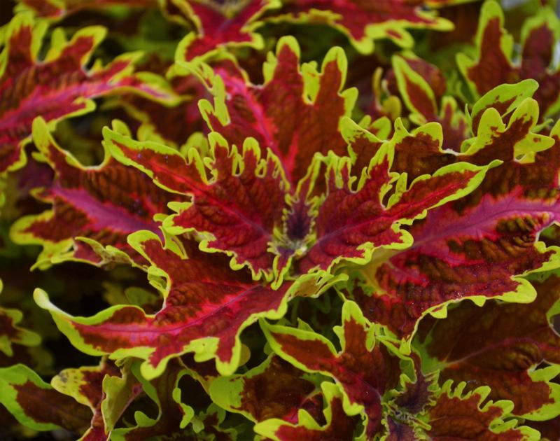 Coleus Solenostemon scutellarioides Copperhead from Hillcrest Nursery
