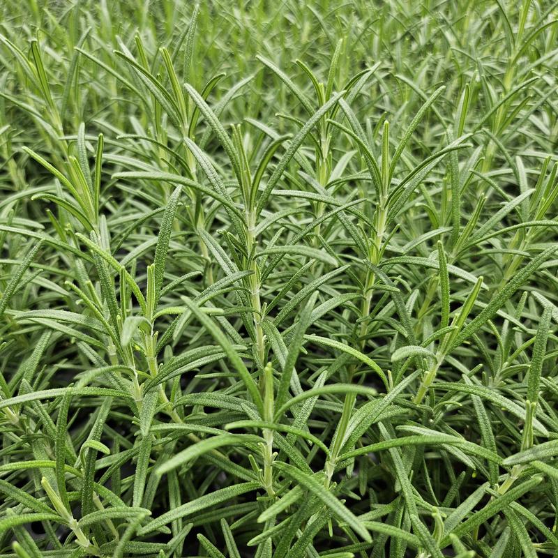 Rosemary Cellpack Rosmarinus officinalis Hill Hardy from Hillcrest