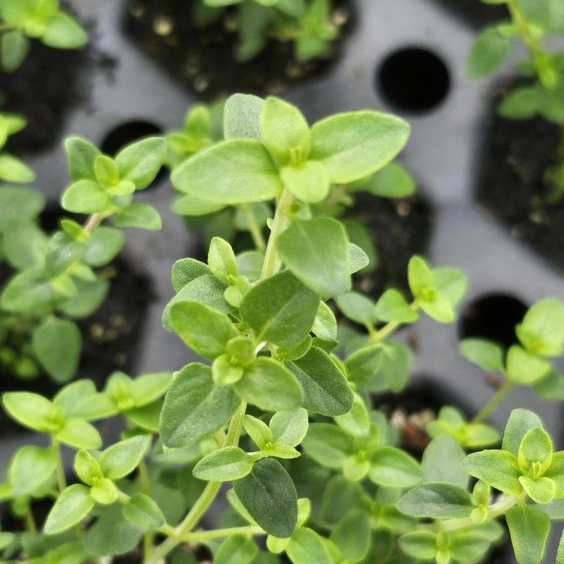 Thyme Cellpack Thymus vulgaris English from Hillcrest Nursery