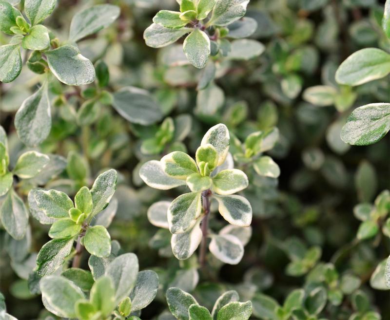 Thyme Cellpack Thymus vulgaris Silver Edge Lemon from Hillcrest Nursery