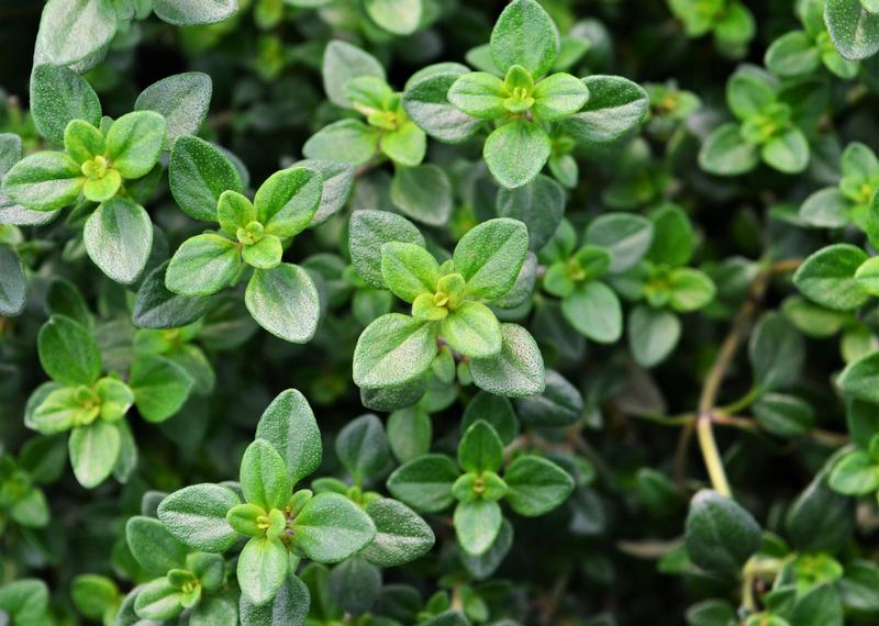 Thyme Cellpack Thymus x citriodorus Lime Green from Hillcrest Nursery