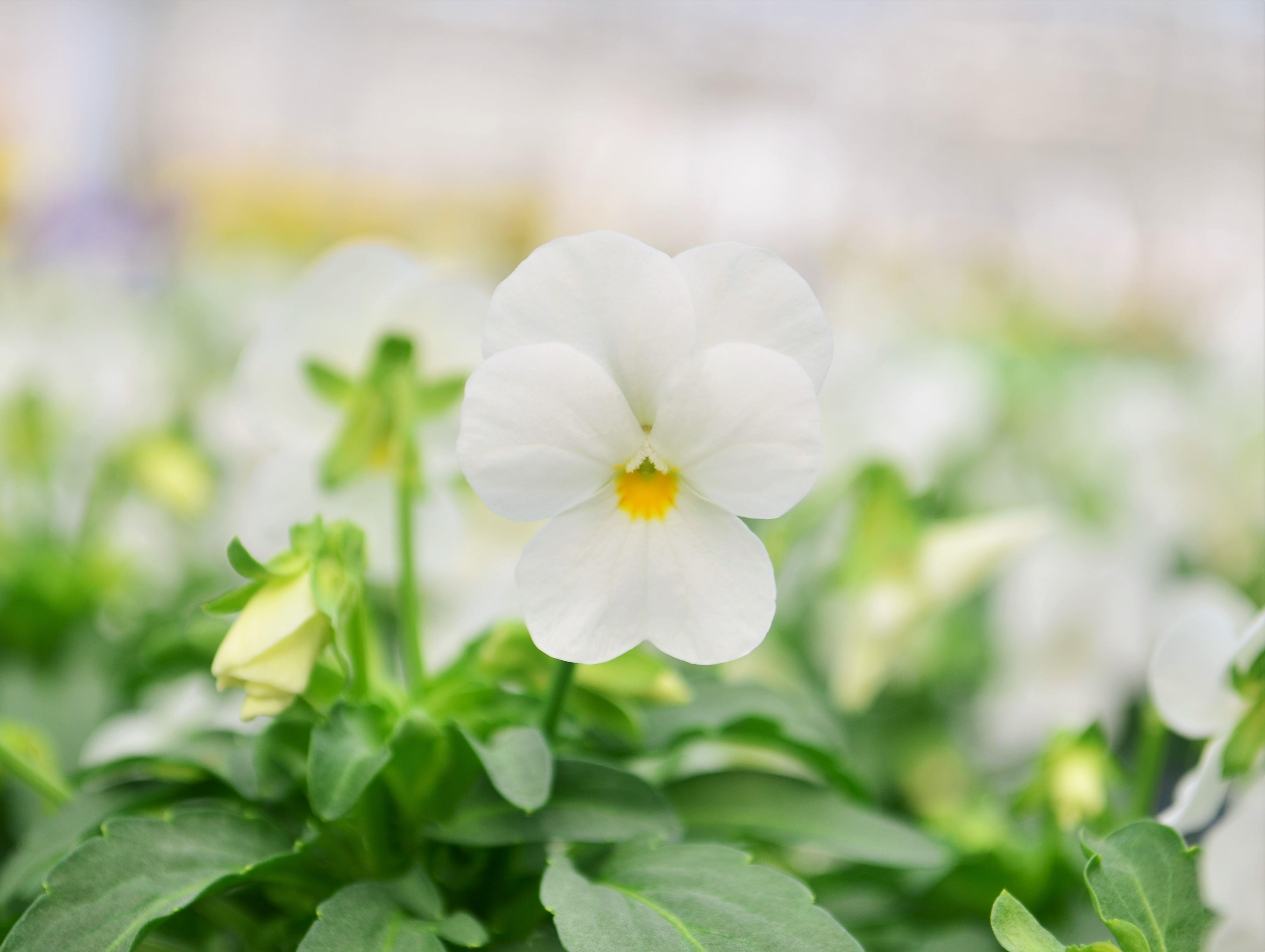 Viola Viola cornuta White from Hillcrest Nursery