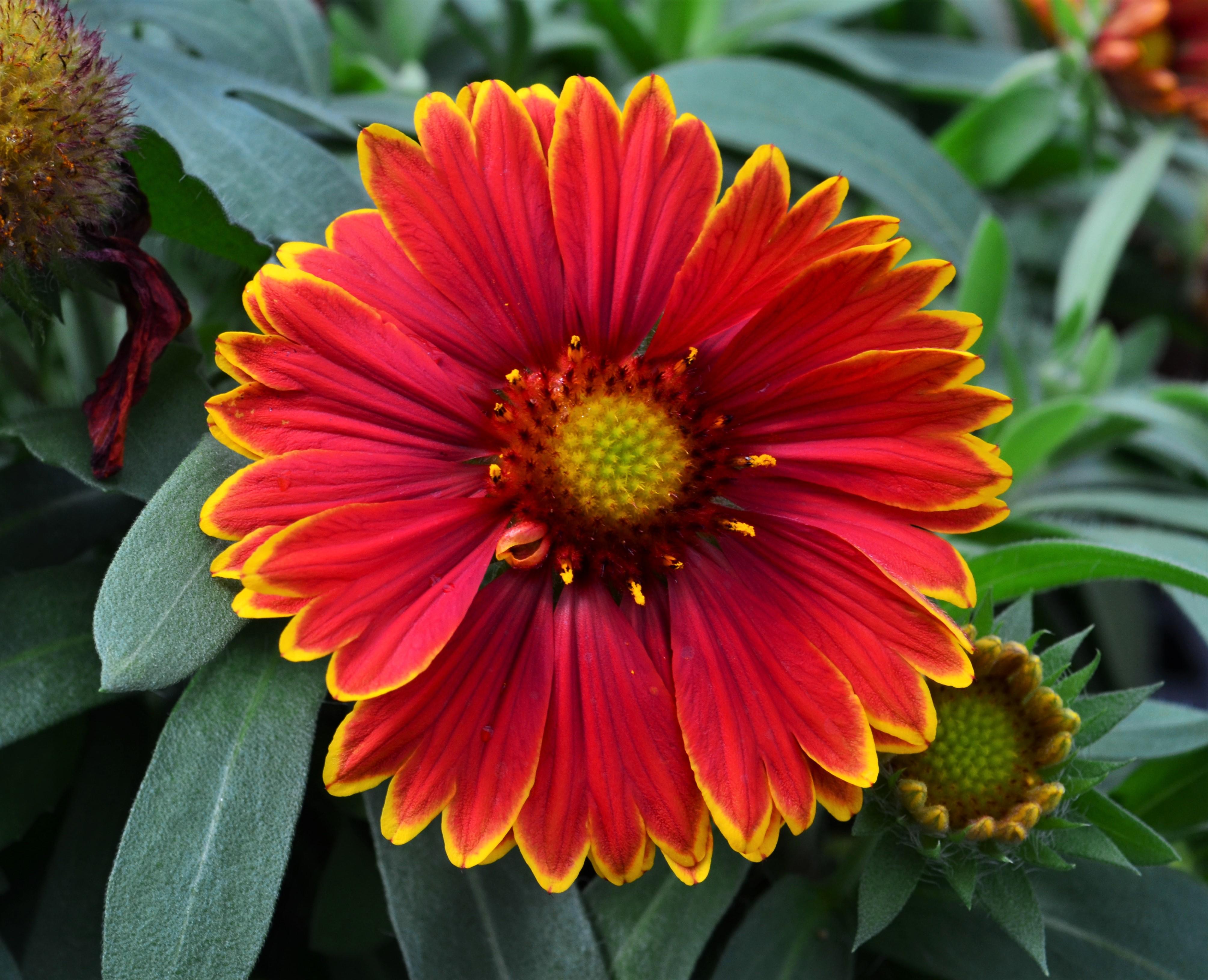 Blanket Flower Gaillardia Yellow Touch from Hillcrest Nursery